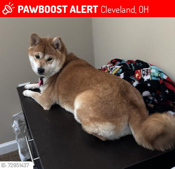 Lost Female Dog last seen Near 5555 N Marginal Rd, Cleveland, OH 44114, Cleveland, OH 44114