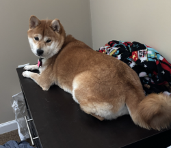 Lost Female Dog last seen Near 5555 N Marginal Rd, Cleveland, OH 44114, Cleveland, OH 44114