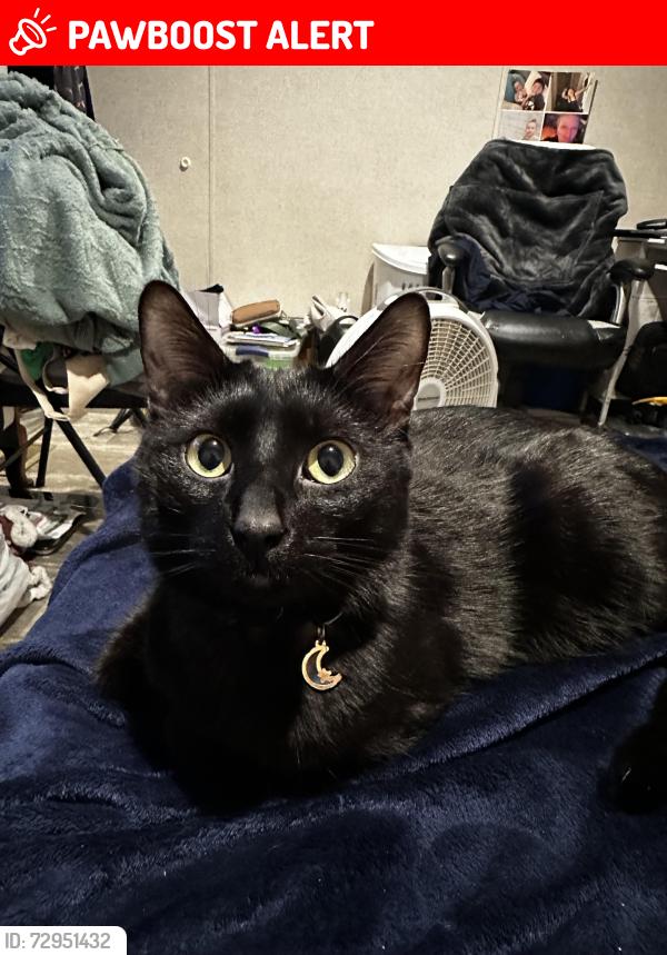 Lost Male Cat last seen Skyline Village mobile home park south side, Inver Grove Heights, MN 55076
