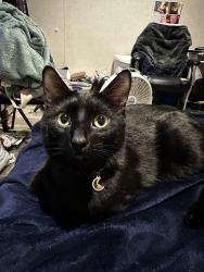 Lost Male Cat last seen Skyline Village mobile home park south side, Inver Grove Heights, MN 55076