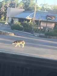 Found/Stray Unknown Dog last seen Circle k rio bravo and isleta , Albuquerque, NM 87105