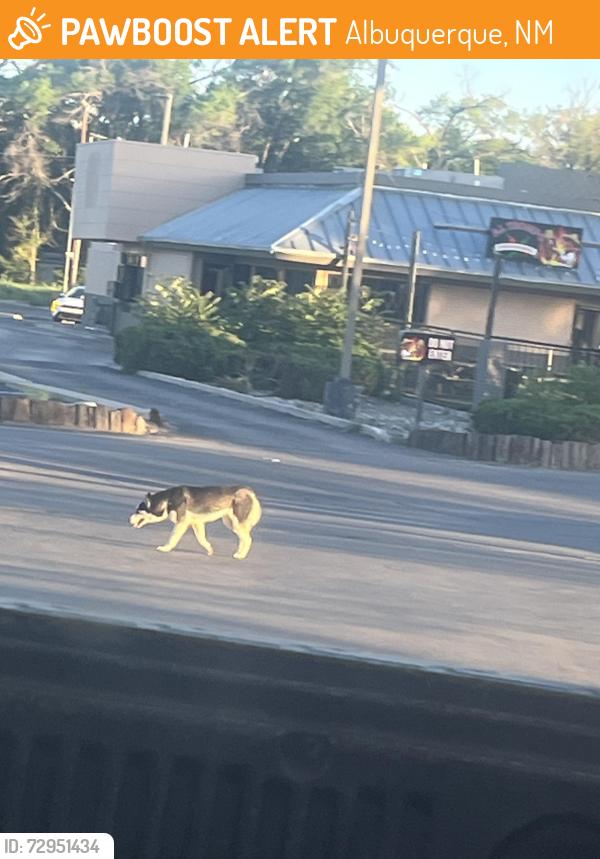 Found/Stray Unknown Dog last seen Circle k rio bravo and isleta, Albuquerque, NM 87105