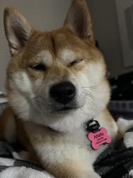 Lost Female Dog last seen Marina east 55th, Cleveland, OH 44104