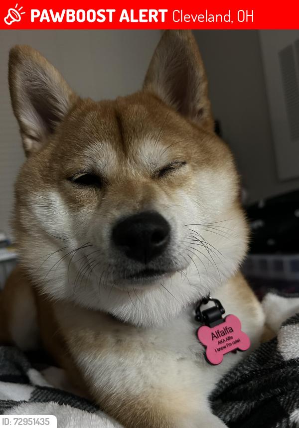 Lost Female Dog last seen Marina east 55th, Cleveland, OH 44104