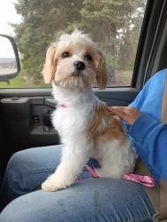 Reunited Female Dog last seen Butler, Barryville, Case roads, Dowling, MI 49050