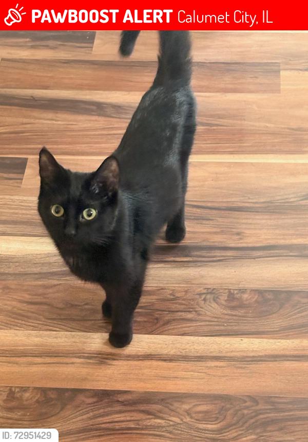 Lost Male Cat last seen Wentworth 166th, Calumet City, IL 60409