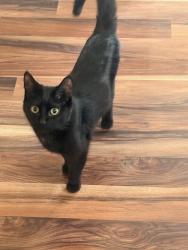 Lost Male Cat last seen Wentworth 166th, Calumet City, IL 60409