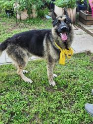 Found/Stray Male Dog last seen Meadowbrook golf course , Fort Worth, TX 76112