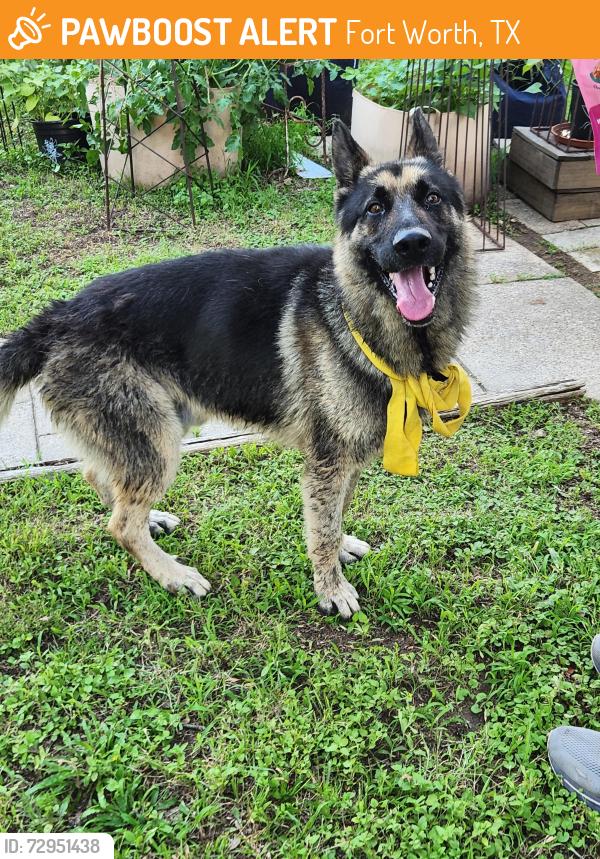 Found/Stray Male Dog last seen Meadowbrook golf course , Fort Worth, TX 76112