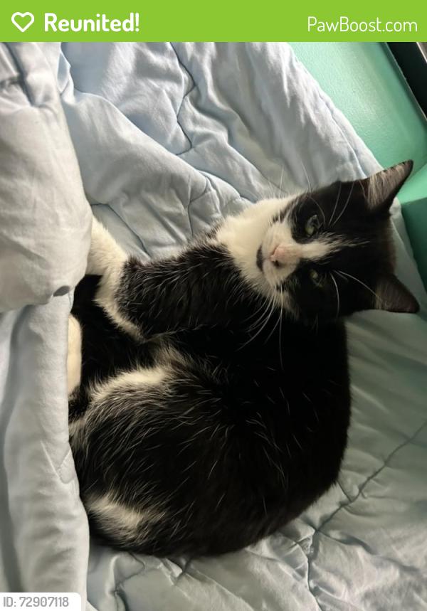 Reunited Female Cat last seen Remly St near Walter St and Leslie St, Roselands, NSW 2196