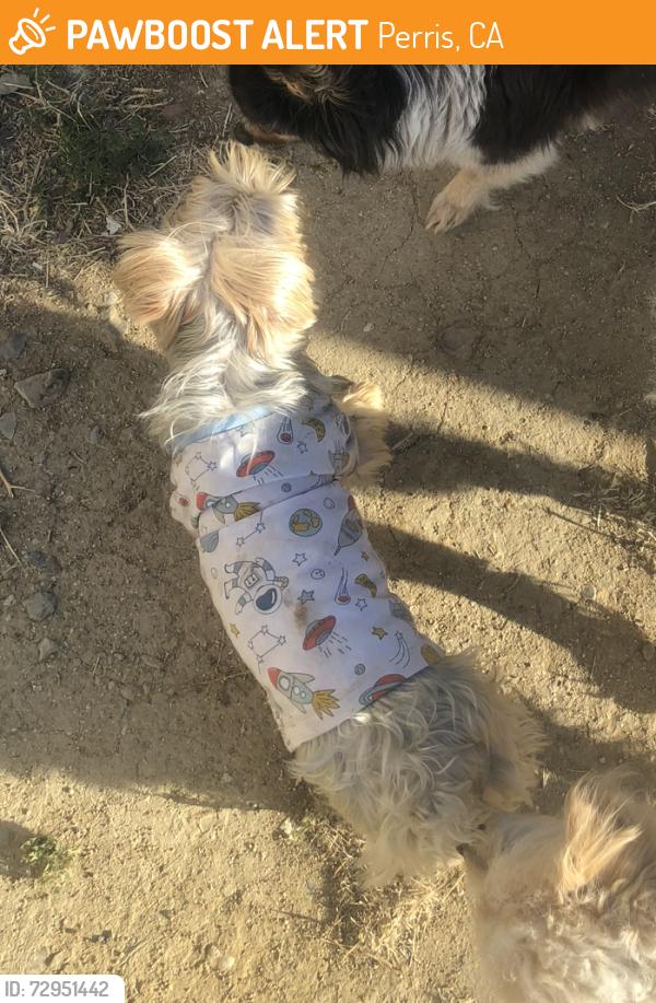 Found/Stray Unknown Dog last seen Irma St and Mazie Ave, Perris, CA 92570