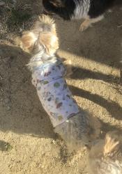 Found/Stray Unknown Dog last seen Irma St and Mazie Ave, Perris, CA 92570
