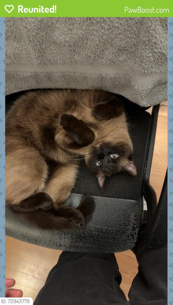 Reunited Male Cat last seen leonard’s jewelry wauconda, Wauconda, IL 60084