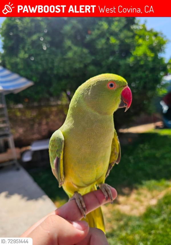 Lost Female Bird last seen Hollenback, E James, E Deodar, West Covina, CA 91791
