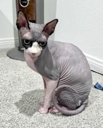 Found/Stray Unknown Cat last seen Haven ave and Sweetbay , Ontario, CA 91761