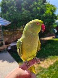 Lost Female Bird last seen Hollenback, E James, E Deodar, West Covina, CA 91791
