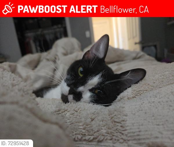 Lost Female Cat last seen Balfern Avenue and borwick st, Bellflower, CA 90703