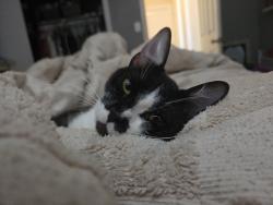 Lost Female Cat last seen Balfern Avenue and borwick st, Bellflower, CA 90703