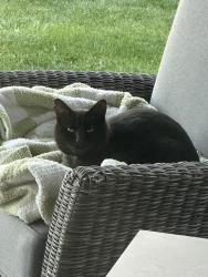 Reunited Female Cat last seen Near Ammons and Massey in Meadowbrook Heights, Littleton, CO 80128
