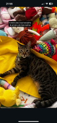 Lost Male Cat last seen Perto da faculdade facear, Guaíra, PR 80630-020