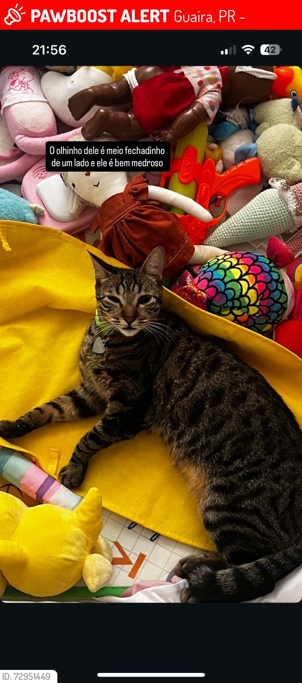 Lost Male Cat last seen Perto da faculdade facear, Guaíra, PR 80630-020