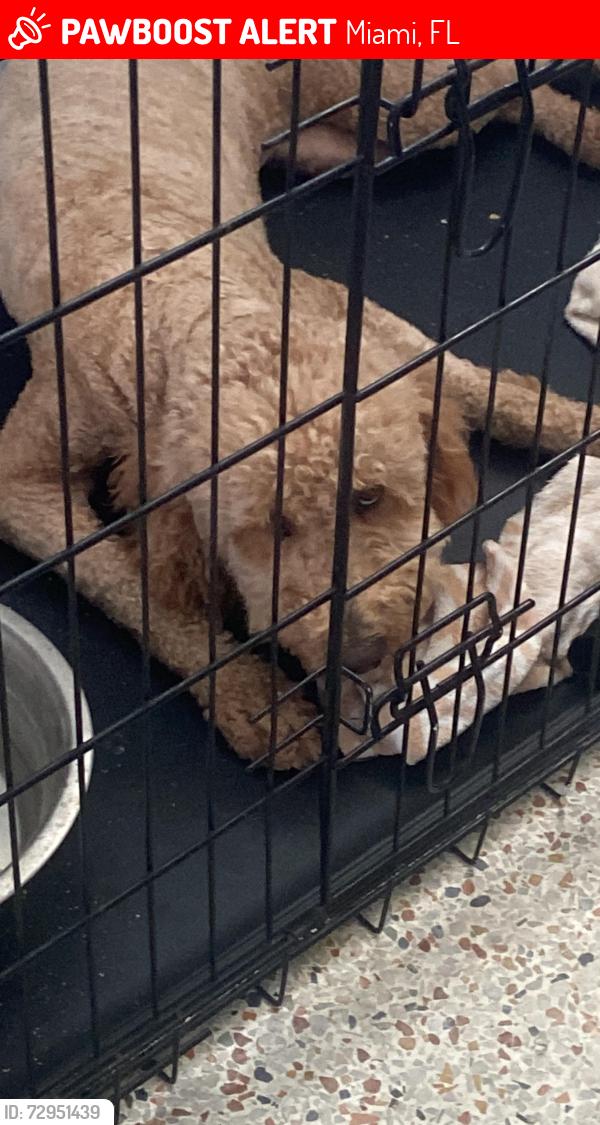 Lost Female Dog last seen Near SW 37th St Miami, FL  33165 United States, Westchester, FL 33165