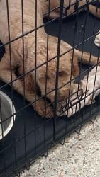 Lost Female Dog last seen Near SW 37th St Miami, FL  33165 United States, Westchester, FL 33165