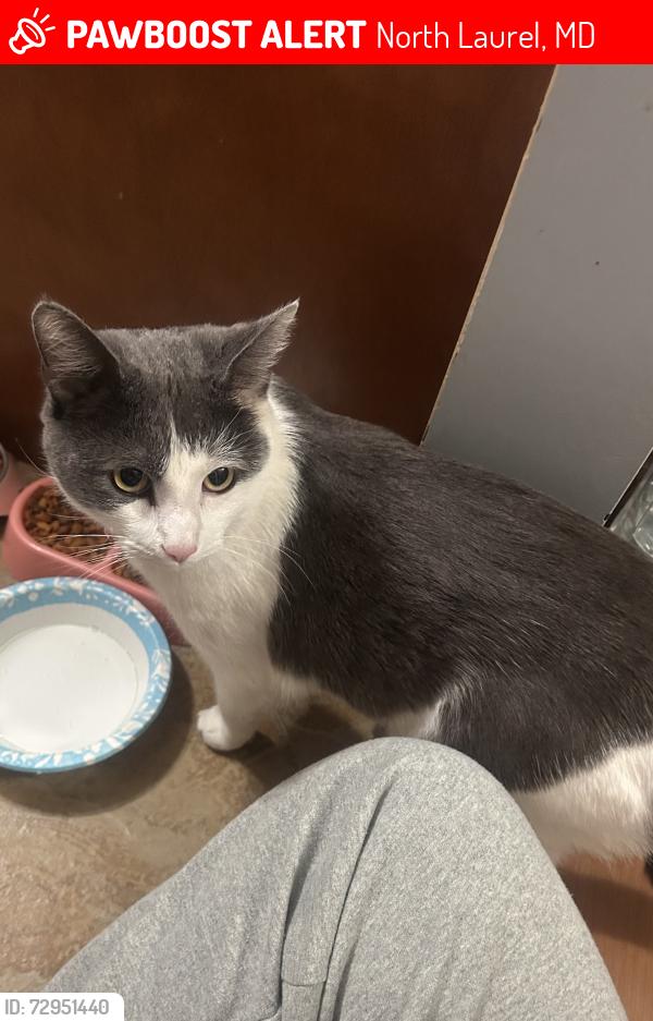 Lost Male Cat last seen Whiskey bottom rd , North Laurel, MD 20723