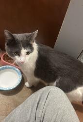Lost Male Cat last seen Whiskey bottom rd , North Laurel, MD 20723