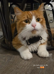 Reunited Male Cat last seen Near newcastle cir, Plano, TX 75075