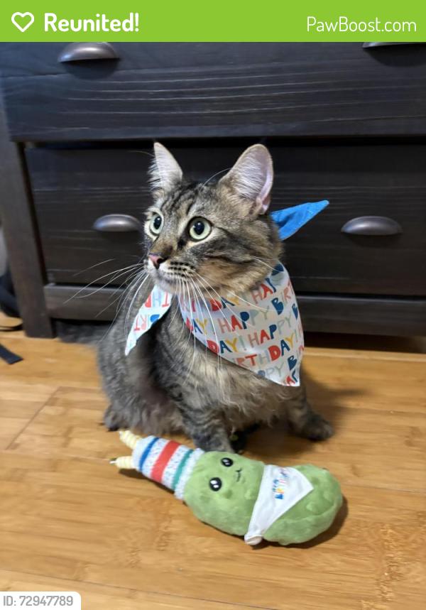 Reunited Male Cat last seen Near ne 40th st, Lighthouse Point, FL 33064