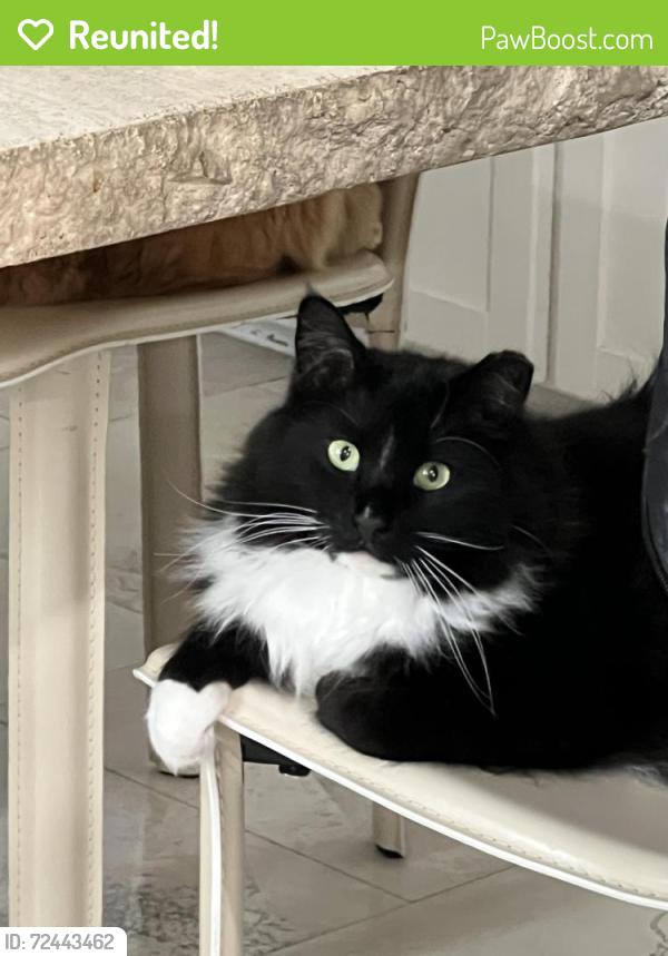Reunited Male Cat last seen Honeyle , Castle Hills, TX 78213