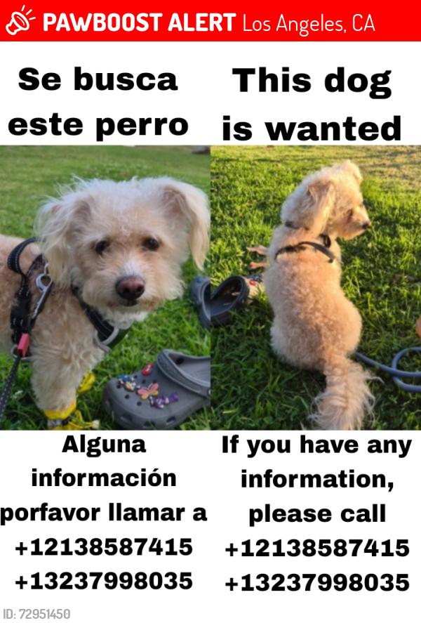 Lost Male Dog last seen NOormandie y Vernom , Los Angeles, CA 90037