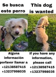 Lost Male Dog last seen NOormandie y Vernom , Los Angeles, CA 90037