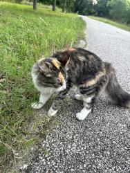 Found/Stray Female Cat last seen basset view lane, Houston, TX 77084