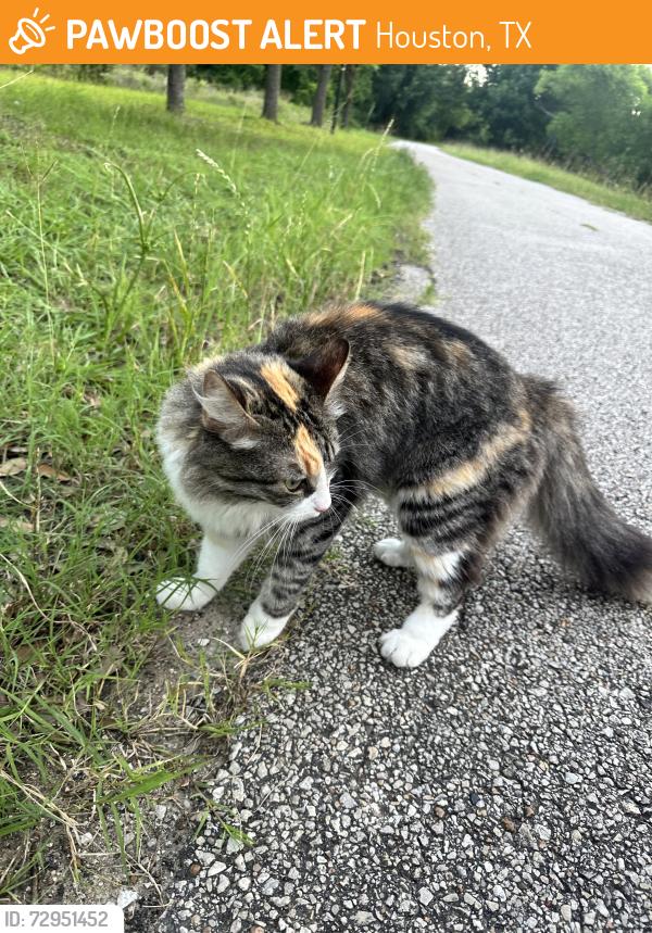 Found/Stray Female Cat last seen basset view lane, Houston, TX 77084