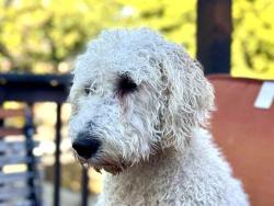 Lost Female Dog last seen Murray Cres, Hampton Heath , Burlington, ON L7L 3S6