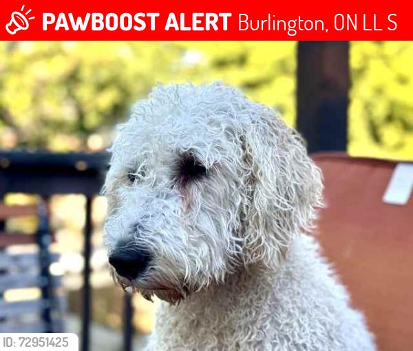 Lost Female Dog last seen Murray Cres, Hampton Heath , Burlington, ON L7L 3S6