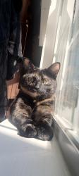 Reunited Female Cat last seen Pine Ave. , Cookeville, TN 38501