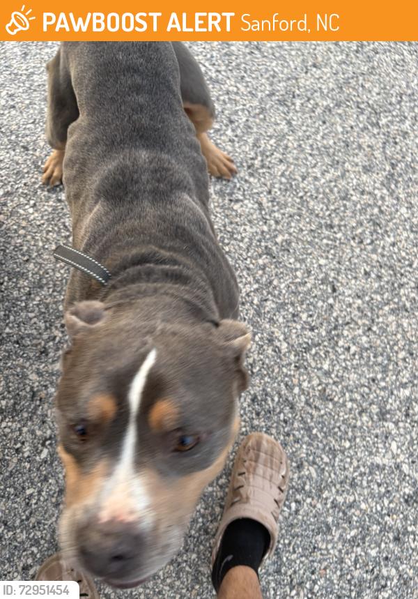 Rehomed Male Dog last seen Sanford, NC, USA, Sanford, NC 27330