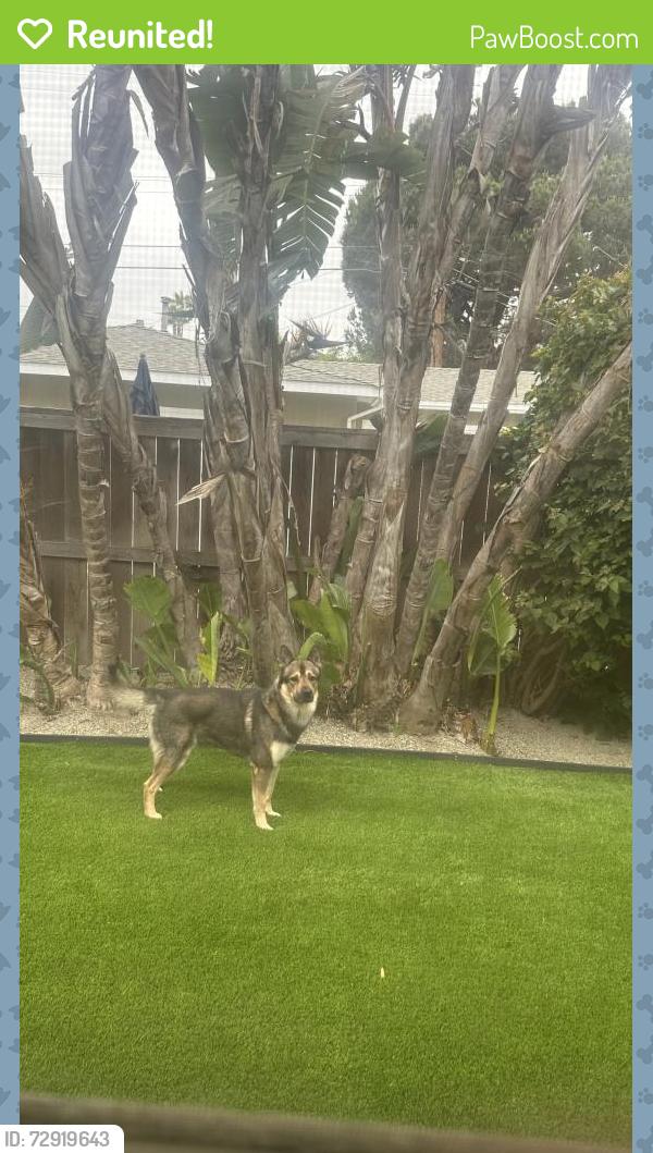 Reunited Male Dog last seen Santa Ana between 23 and 22, Costa Mesa, CA 92627