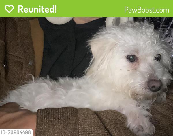 Reunited Male Dog last seen 91st and Buffalo , Chicago, IL 60617