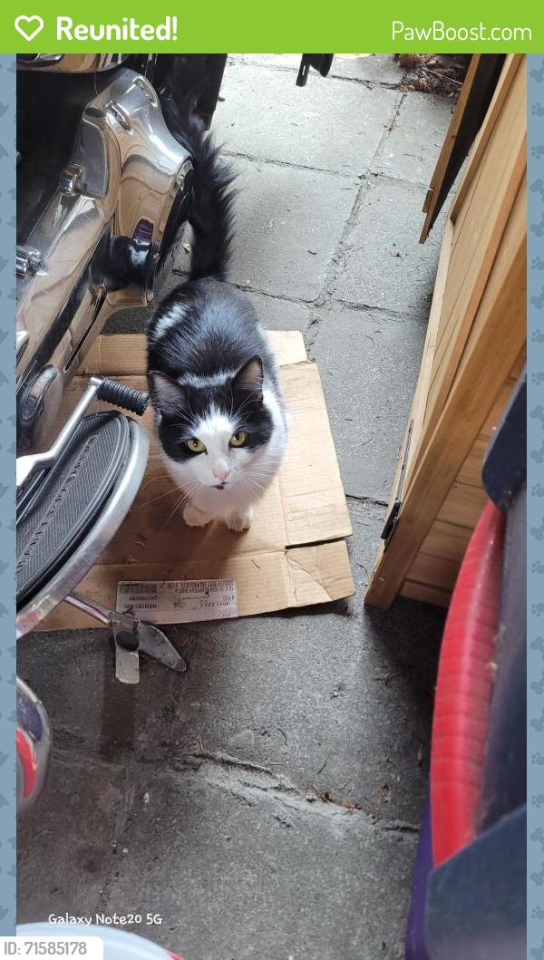 Reunited Female Cat last seen SAFEWAY 155TH AURORA, Shoreline, WA 98133