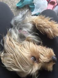 Lost Female Dog last seen Napa valley, Little Rock, AR 72211