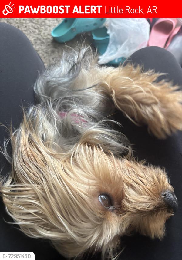 Lost Female Dog last seen Napa valley, Little Rock, AR 72211