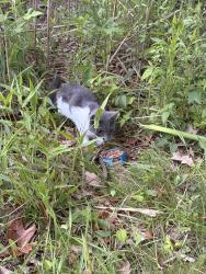 Found/Stray Unknown Cat last seen (Coordinates : 41.31N, 72.85 W ) Near the pond walking towards the bridge in the tall grass , New Haven, CT 06515
