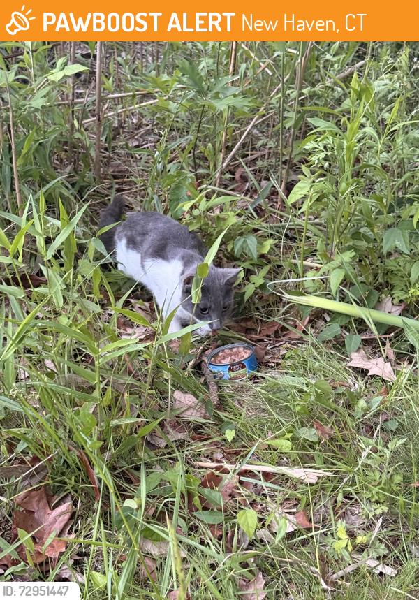Found/Stray Unknown Cat last seen (Coordinates : 41.31N, 72.85 W ) Near the pond walking towards the bridge in the tall grass , New Haven, CT 06515