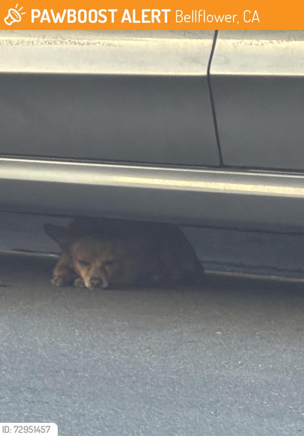 Found/Stray Unknown Dog last seen Near Eucalyptus Ave bellflower ca, Bellflower, CA 90706