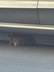 Found/Stray Unknown Dog last seen Near Eucalyptus Ave bellflower ca, Bellflower, CA 90706