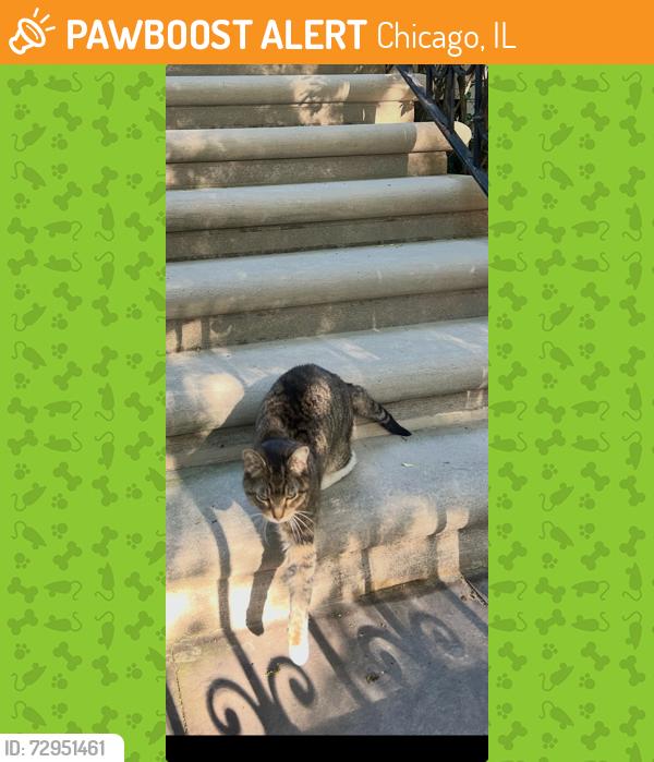 Found/Stray Male Cat last seen Diversey and Paulina , Chicago, IL 60657